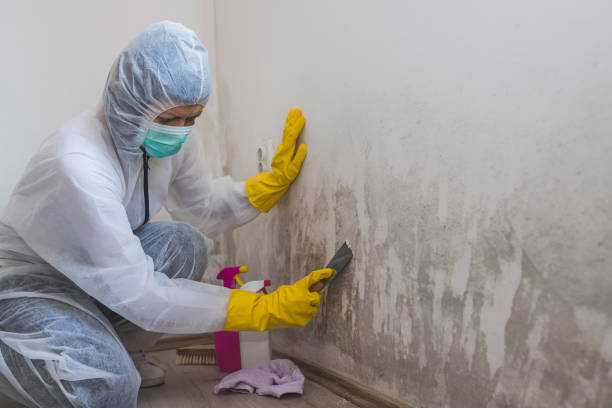 Best Mold Odor Removal Services  in Lemont Furnace, PA