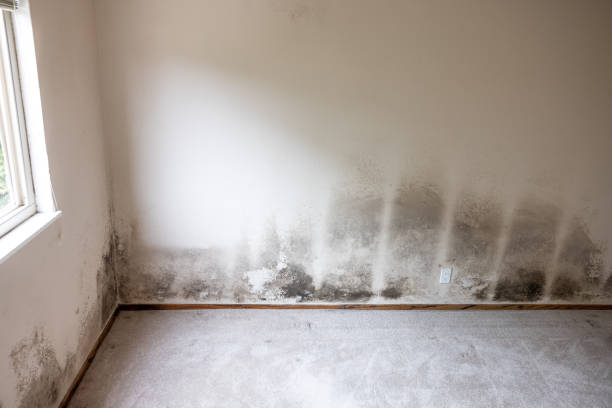 Best Basement Mold Removal  in Lemont Furnace, PA