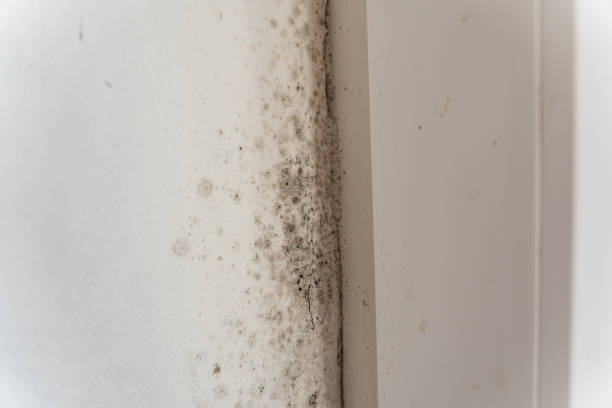 Best Mold Damage Restoration  in Lemont Furnace, PA