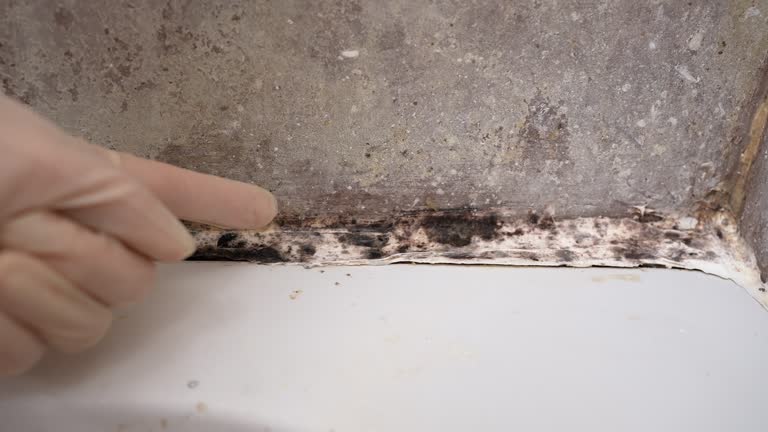 Best Residential Mold Inspection & Testing  in Lemont Furnace, PA