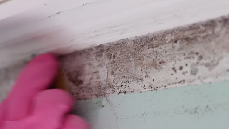 Best Mold Prevention Services  in Lemont Furnace, PA